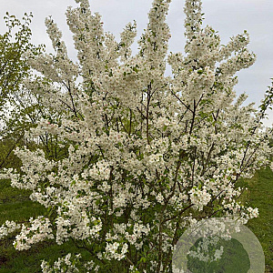 Malus 'Evereste' 200-250 cm draadkluit meerstammig 160-180 cm diameter