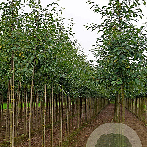Malus 'Gorgeous' 10-12 HO draadkluit