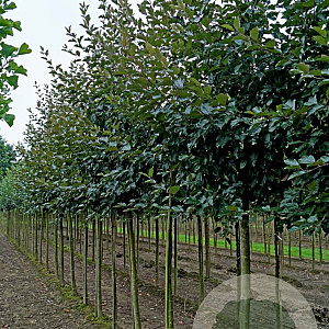 Malus 'Herkenrode' 18-20 HO draadkluit
