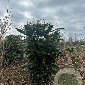 Mahonia media 'Charity' 100-125 cm met kluit struik