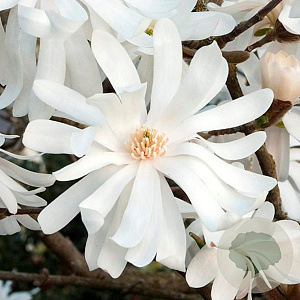 Magnolia st. 'Royal Star' 125-150 cm met kluit meerstammig