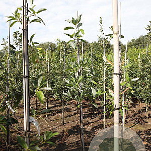 Magnolia virginiana 6-8 HO draadkluit