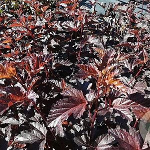Physocarpus opulif. 'Tuilad' 100-125 cm met kluit struik