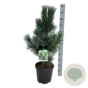 Pinus flex. 'Vanderwolf's Pyramid' 300-350 cm draadkluit solitair