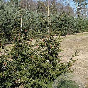 Picea orientalis 'Aureospicata' 250-300 cm draadkluit solitair