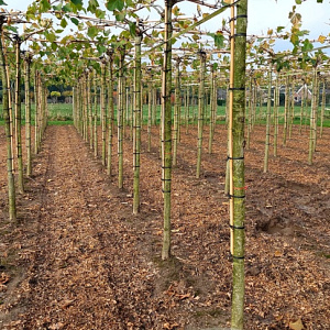 Platanus hispanica 16-18 HO draadkluit dakvorm 240 cm stam