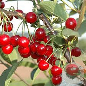 Prunus a. Abels Späte 10-12 HA 15L
