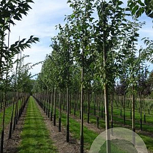 Prunus a. 'Landscape Bloom' 8-10 HO draadkluit