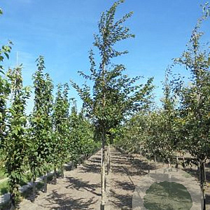 Prunus subh. 'Autumnalis Rosea' 20-25 HO draadkluit