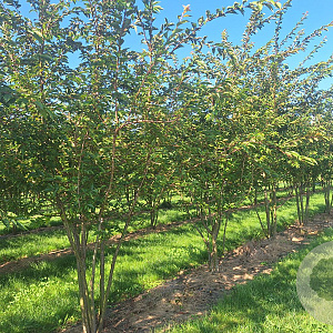 Prunus subh. 'Autumnalis' 200-250 cm draadkluit meerstammig 160-180 cm diameter