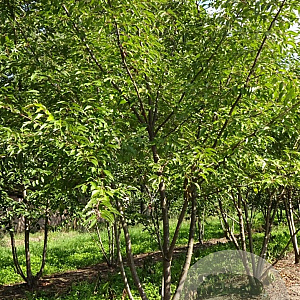 Prunus subh. 'Autumnalis' 500-550 cm draadkluit meerstammig 400-450 diameter