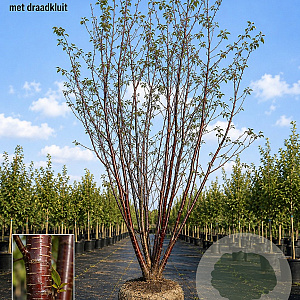 Prunus serrula 200-250 cm draadkluit meerstammig 160-180 cm diameter
