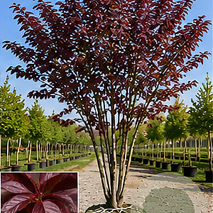Prunus ser. 'Royal Burgundy' 250-300 cm draadkluit meerstammig 350-400 diameter