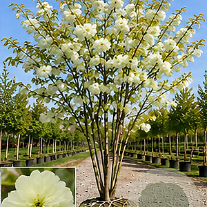 Prunus ser. 'Shôgetsu' 300-350 cm draadkluit meerstammig