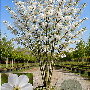 Prunus ser. 'Taihaku' 550-600 cm draadkluit meerstammig 400-500 diameter