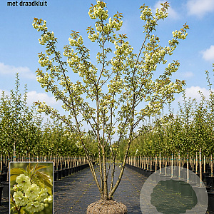 Prunus ser. 'Ukon' 400-450 cm draadkluit meerstammig 200-250 diameter