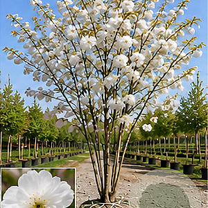 Prunus ser. 'Shirotae' 400-450 cm draadkluit meerstammig 200-250 diameter
