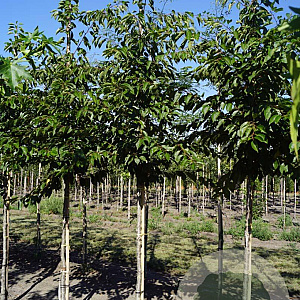 Prunus yedoensis 12-14 HO draadkluit