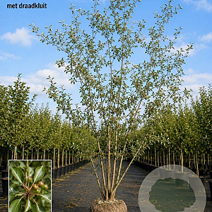 Pyrus calleryana 'Chanticleer' 600-700 cm draadkluit meerstammig