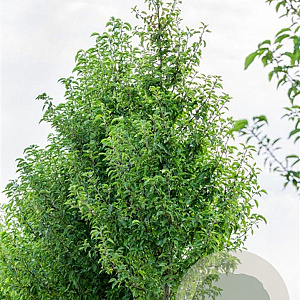 Pyrus calleryana 'Redspire' 16-18 HO draadkluit