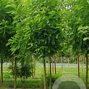 Robinia ps. 'Appalachia' 8-10 HO draadkluit