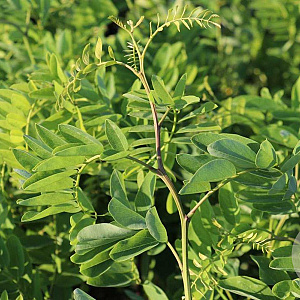 Robinia ps. 'Tortuosa' 25-30 HO draadkluit geveerd