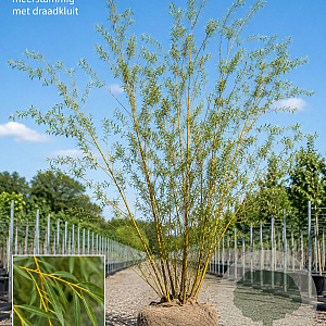 Salix vitellina 350-400 cm draadkluit meerstammig op aanvraag