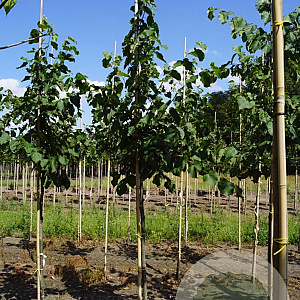 Tilia flavescens 'Glenleven' 12-14 HO draadkluit