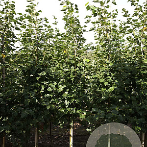 Tilia mongolica 'Buda' 10-12 HO draadkluit