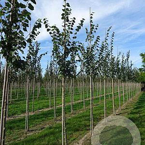 Tilia mongolica 'Buda' 12-14 HO draadkluit