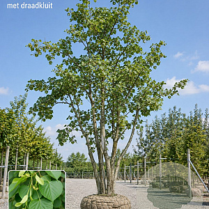 Tilia platyphyllos 600-700 cm draadkluit meerstammig