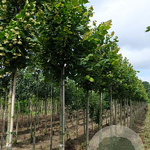Tilia plat. 'Rubra' 14-16 HO draadkluit