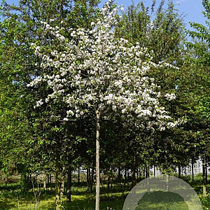 Prunus 'Umineko' 20-25 HO draadkluit