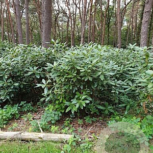 Rhododendron 'Catawbiense Grandiflorum' 125-150 cm met kluit boskwaliteit