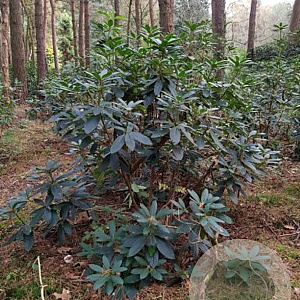 Rhododendron 'Catawbiense Grandiflorum' 150-175 cm met kluit boskwaliteit