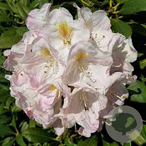 Rhododendron 'Cunningham's Blush' 30-40 cm 5,0L