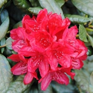 Rhododendron 'Hachmann's Feuerschein' 30-40 cm 5,0L