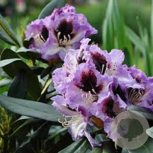 Rhododendron 'Pinguin' 30-40 cm 5,0L