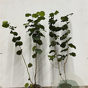 Corylus avellana 60-100 cm 2,5L