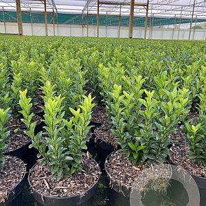 Euonymus jap. 'Green Spire' GM 2,0L