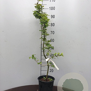 Fagus sylvatica 125-150 cm 3,5L
