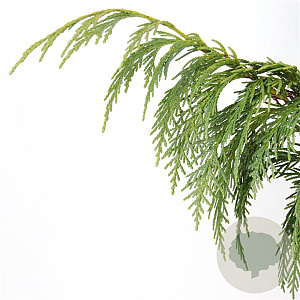 Chamaecyparis n. 'Pendula' 50-60 cm 3,0L