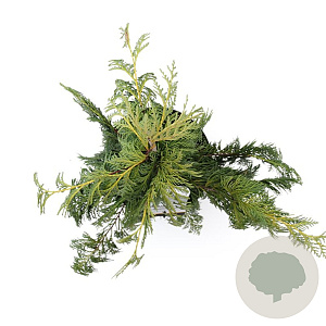 Chamaecyparis n. 'Pendula' 50-60 cm 3,0L