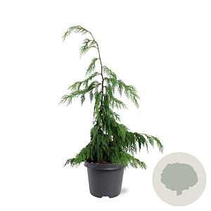 Chamaecyparis n. 'Pendula' 50-60 cm 3,0L