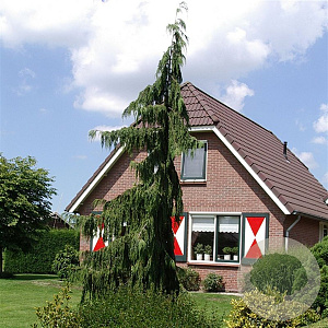 Chamaecyparis n. 'Pendula' 50-60 cm 3,0L