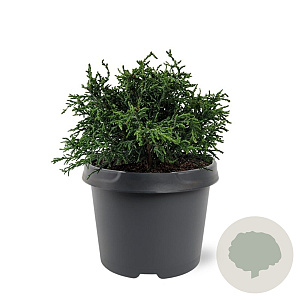 Chamaecyparis o. 'Lycopodioides' 25-30 cm 3,5L