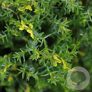 Chamaecyparis o. 'Saffron Spray' 25-30 cm 3,5L