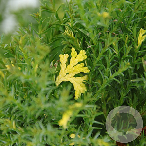 Chamaecyparis o. 'Saffron Spray' 25-30 cm 3,5L