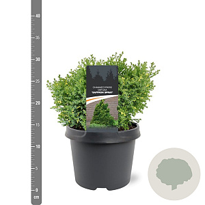 Chamaecyparis o. 'Saffron Spray' 25-30 cm 3,5L