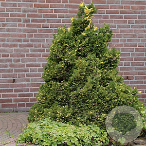 Chamaecyparis o. 'Saffron Spray' 25-30 cm 3,5L